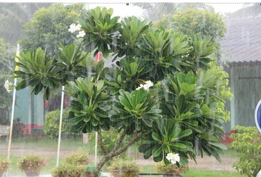 21岁的夏天 Raiss in wonderland, by Raiss, in 2016