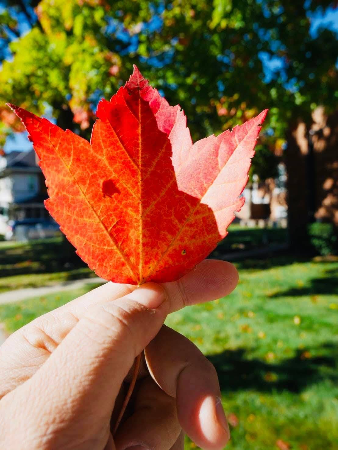 จากแผ่นดินไทย สู่ฝันไกลในแดนอาทิตย์อุทัย”